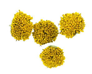 tansy isolated on white background