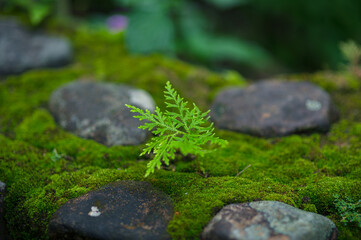 Green Plant on Mossy Rocks Near Waterfall in Nakhon Nayok