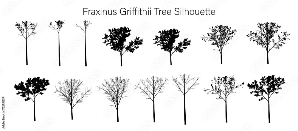 Poster silhouette arrangement of fraxinus griffithii trees showing varying levels of foliage and branch den