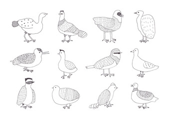 鳥の手描きイラストセット