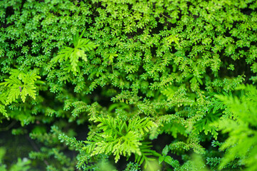 Lush Greenery Nature Close-up at Nang Rong Waterfall in Nakhon Nayok
