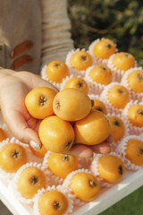 Fresh Loquat Fruit from Panzhihua China - Golden Alpine Fruits in Hands with Packaged Display