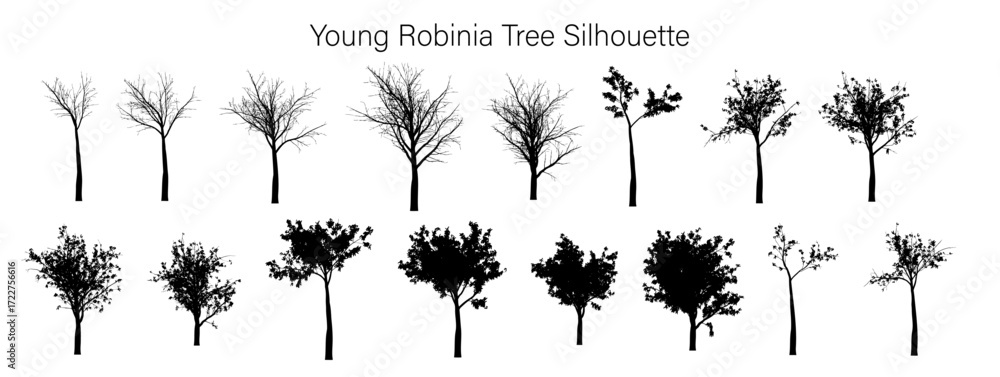 Poster silhouette collection of various young robinia trees displayed against a white background in a patte