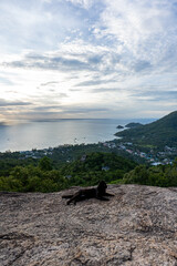 Fototapeta premium Black cat resting on cliff edge at Two Rocks Viewpoint with panoramic view of the West coast of Koh Tao, Thailand