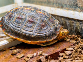 セマルハコガメのアップ