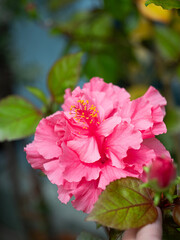 blooming sweet pink hibiscus flower