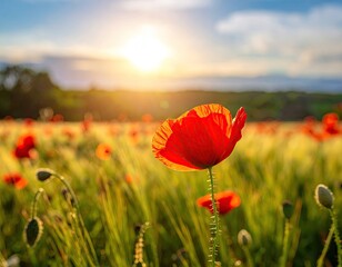Obraz premium Red Poppy in a Wheat Field at Sunset