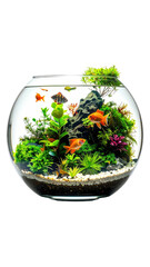 Round glass aquarium with gold fish and aquatic plants