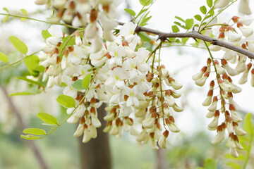 Fresh White Acacia Tree Flowers Blooming on Branch with Green Leaves in Spring