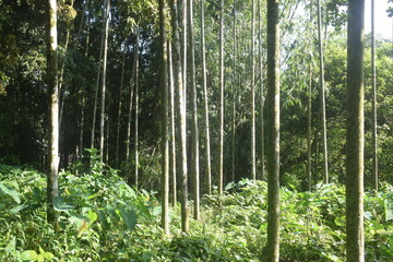 Obraz premium Coconut and betel nut trees with green village garden, tropical plants, pond water, pumpkin vegetables, flowers, leaves, and natural rural countryside scenery.