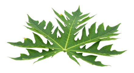Fresh green papaya leaf with unique shape and texture, a botanical asset for natural health and herbal concepts, isolated on white and transparent background