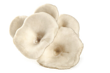 Fresh Edible Oyster Mushrooms Isolated on White Background - Delicious Natural Organic Food Ingredient