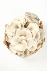 Fresh Oyster Mushrooms in Basket on White Background - Flat Lay Food Photography