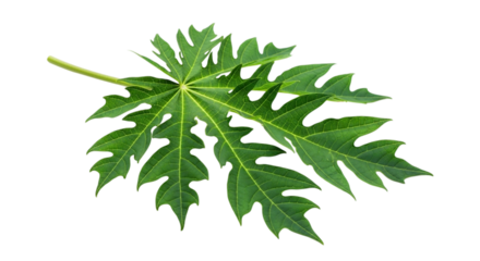 Fresh papaya leaf with unique shape and visible veins, a botanical asset for health and herbal concepts, isolated on white and transparent background