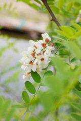 White Acacia Tree Flowers Blooming on Green Branch in Natural Spring Garden Setting