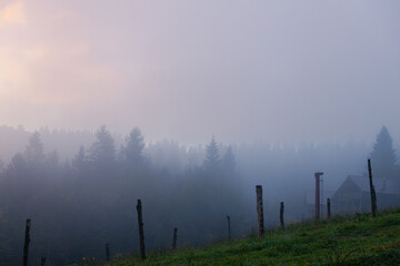 Morning foggy forest on the village outskirts. Carpathian Mountains. Ukraine.
