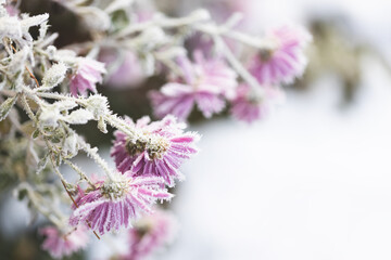The beauty of macro nature. Pink asters, covered with rime crystals, in the late autumn garden on a white snowy background. Selective focus with shallow depth of field. Hoarrfrost.