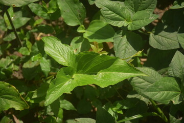Coconut and betel nut trees with green village garden, tropical plants, pond water, pumpkin vegetables, flowers, leaves, and natural rural countryside scenery.