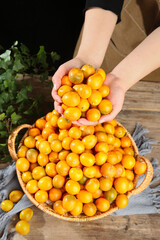 Fresh Kumquats from Guangxi Market - Sweet Golden Citrus Fruits in Wicker Basket with Hands Holding Organic Produce