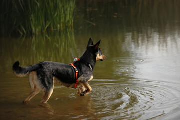 Portrait of young big dog without breed in black and orange dog harness enters the water, splashes of water fly. sandy beach with green reeds