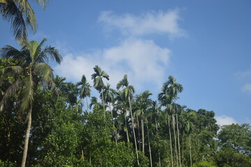 Naklejka premium Coconut and betel nut trees with green village garden, tropical plants, pond water, pumpkin vegetables, flowers, leaves, and natural rural countryside scenery.