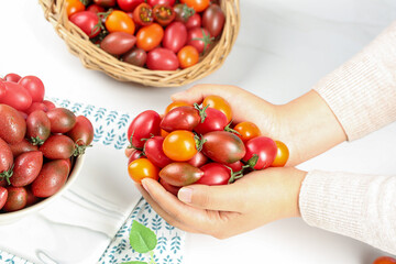 Fresh Mixed Tricolor Cherry Tomatoes in Hands - Small Virgin Organic Vegetables