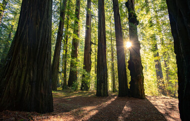 Bright Sun in the Redwoods, Avenue of the Giants, Redwood National and State Parks