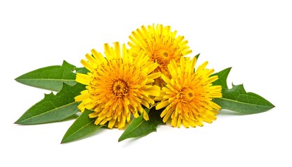 Close-up of bright yellow dandelions with green leaves
