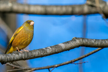 枝にとまるカワラヒワ