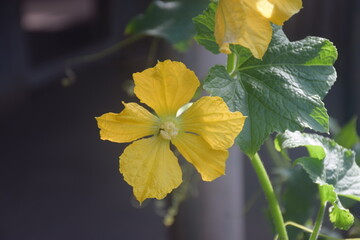 Obraz premium Coconut and betel nut trees with green village garden, tropical plants, pond water, pumpkin vegetables, flowers, leaves, and natural rural countryside scenery.