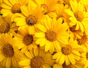Fototapeta premium Close-up of bright yellow flowers (1)