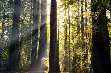 Illumination of the Redwoods, Avenue of the Giants, Redwood National and State Parks