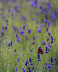 A close-up of a butterfly on a lavender flower. Depth of field focuses on the insect, while the blurred lavender background creates a beautiful bokeh effect. A symbol of nature's beauty and harmony.