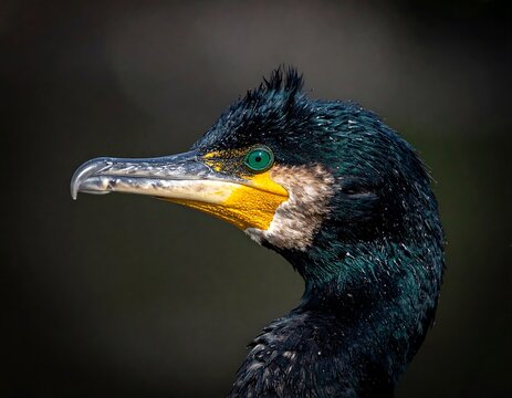 Close-up of a cormorant's head and neck