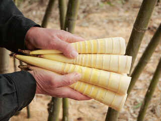 Fresh Bamboo Shoots Harvest in Natural Forest Setting - Traditional Asian Cooking Ingredient