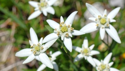 Fototapeta premium White Edelweiss Flowers in Meadow.