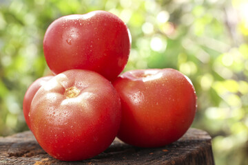 Fresh Ripe Red Tomatoes with Water Drops on Rustic Wood Surface