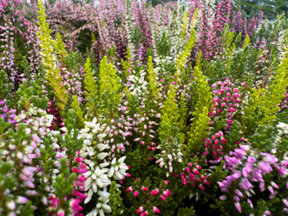 Obraz premium Close-up of blooming heather plants with pink, white, and purple flowers in a garden, commonly used for decoration in pots, flower beds, and landscaping.