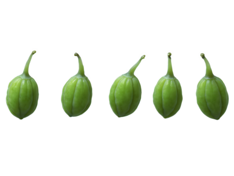 Caper Berries (Capparis spinosa) Green, oblong caper berries with a firm texture and tangy, pickled flavor, often served