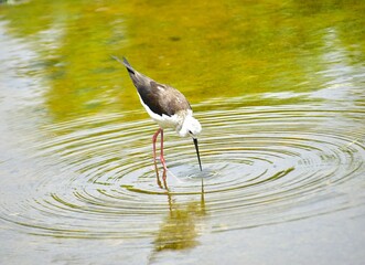 Black-Winged Stilt !! The black-winged stilt, common stilt, or pied stilt (Himantopus himantopus)...