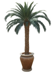 Obraz premium Palm Tree (Phoenix canariensis) Tall, feathery palm with a rough trunk, common in Mediterranean and desert climates. Palm trees are
