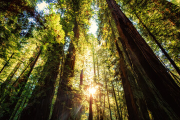 Illumination of the Redwoods, Avenue of the Giants, Redwood National and State Parks