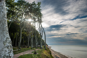Der geheimnisvolle Gespensterwald bei Rostock Nienhagen an der Ostseek&uuml;ste