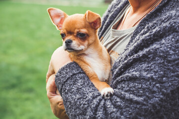Alert chihuahua puppy with light red brown fur sitting in woman s arms outdoors, symbol of loyalty, tenderness and pet care, concept of love and friendship with animals, outdoors