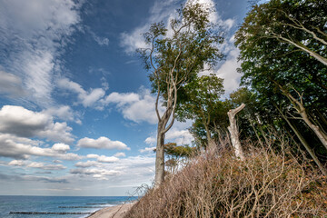 Der geheimnisvolle Gespensterwald bei Rostock Nienhagen an der Ostseek&uuml;ste