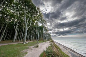 Der geheimnisvolle Gespensterwald bei Rostock Nienhagen an der Ostseek&uuml;ste