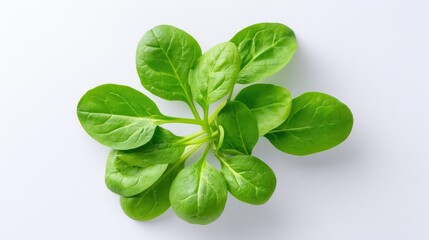 Fresh Green Spinach Leaves Isolated on White Background for Healthy Cooking and Nutrition Concepts