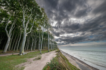 Der geheimnisvolle Gespensterwald bei Rostock Nienhagen an der Ostseek&uuml;ste