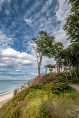Der geheimnisvolle Gespensterwald bei Rostock Nienhagen an der Ostseek&uuml;ste