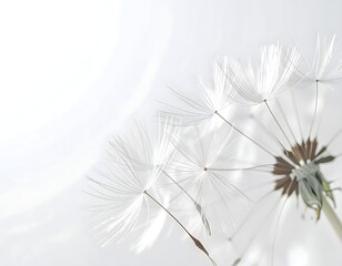 Delicate White Dandelion Seeds Against Soft Bright Background